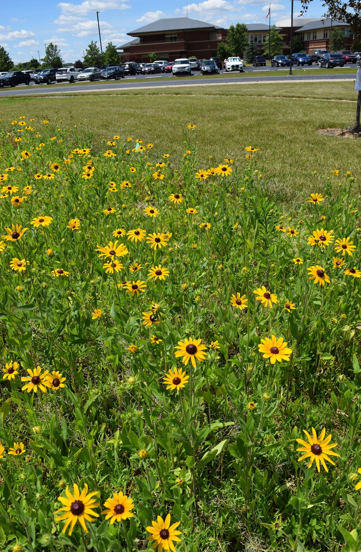 Centennial Prairie & Wildflower Garden The Bellevue Hospital Foundation